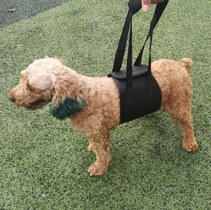 Assistive Dog Belt For Elderly Or Disabled Pets Size S
